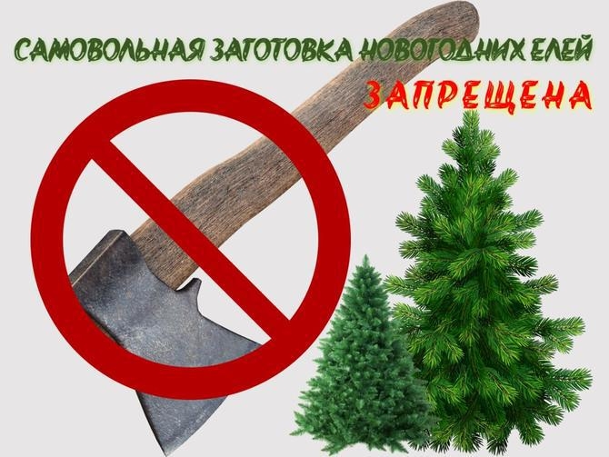 Как не испортить себе новогодний праздник в поисках «Зеленой» красавицы.